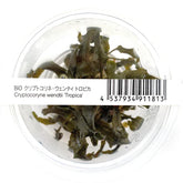 ADA 丹麥溫蒂椒草 Cryptocoryne wendtii 'tropica' IC095